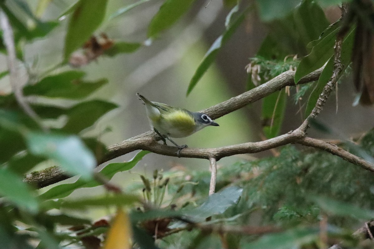 Vireo Solitario - ML643392469