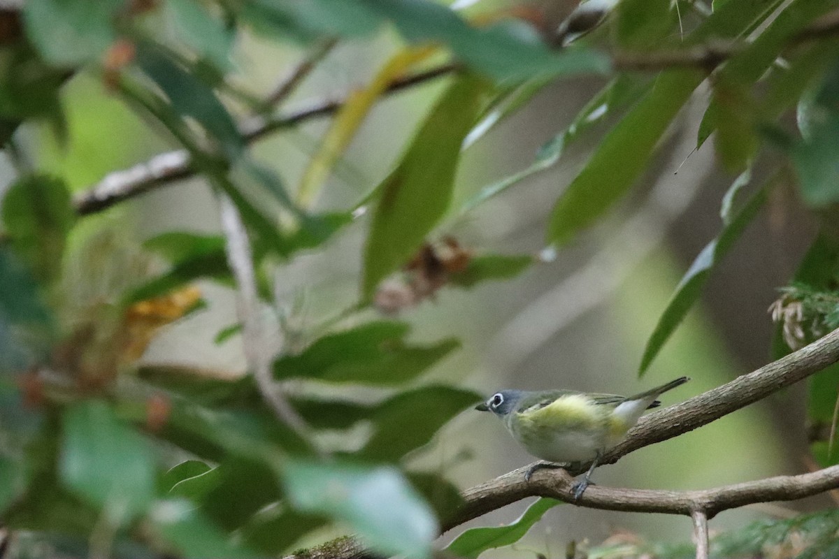 Vireo Solitario - ML643392470