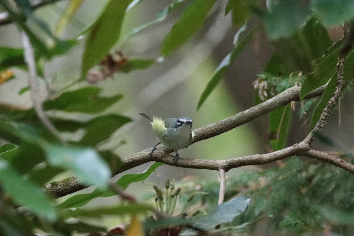 Vireo Solitario - ML643392471