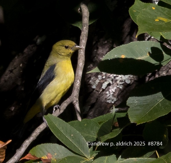 Scarlet Tanager - ML643392485