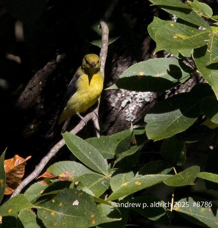 Scarlet Tanager - ML643392486