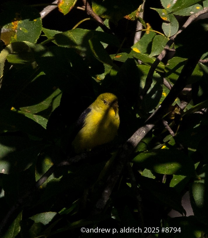 Scarlet Tanager - ML643392487