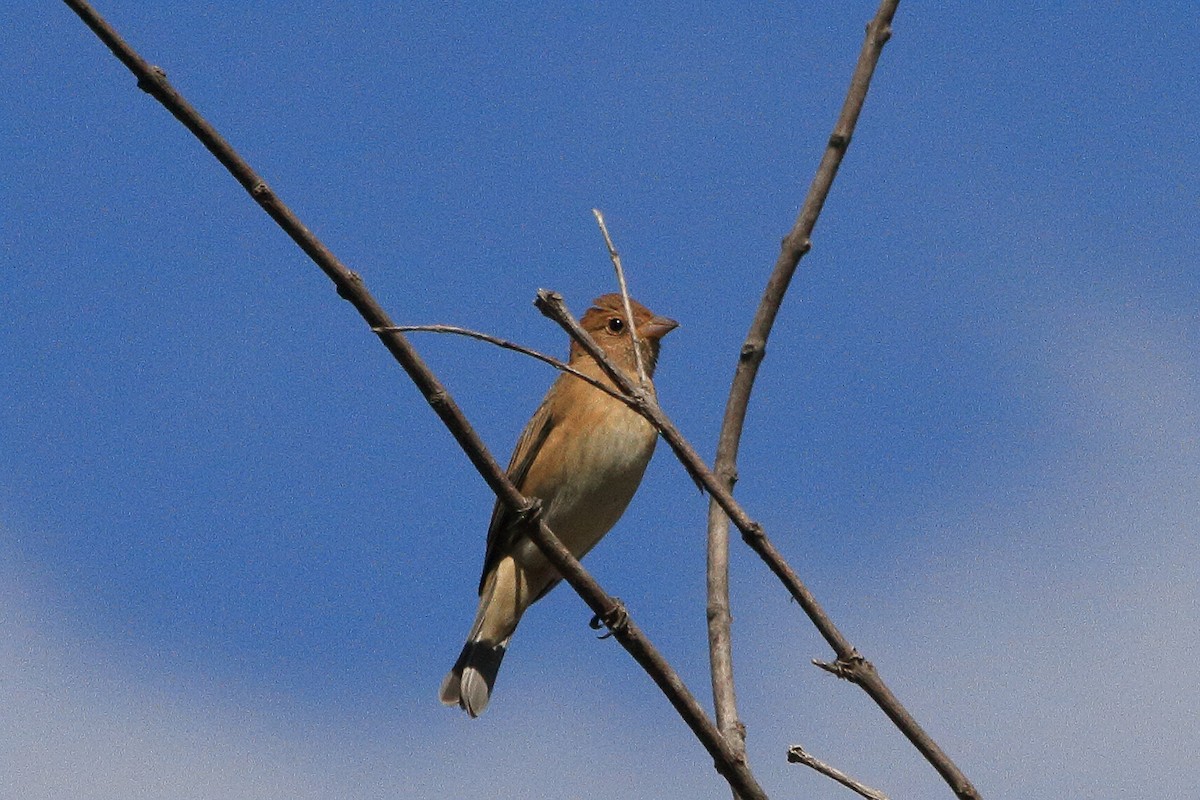 Indigo Bunting - ML643392504