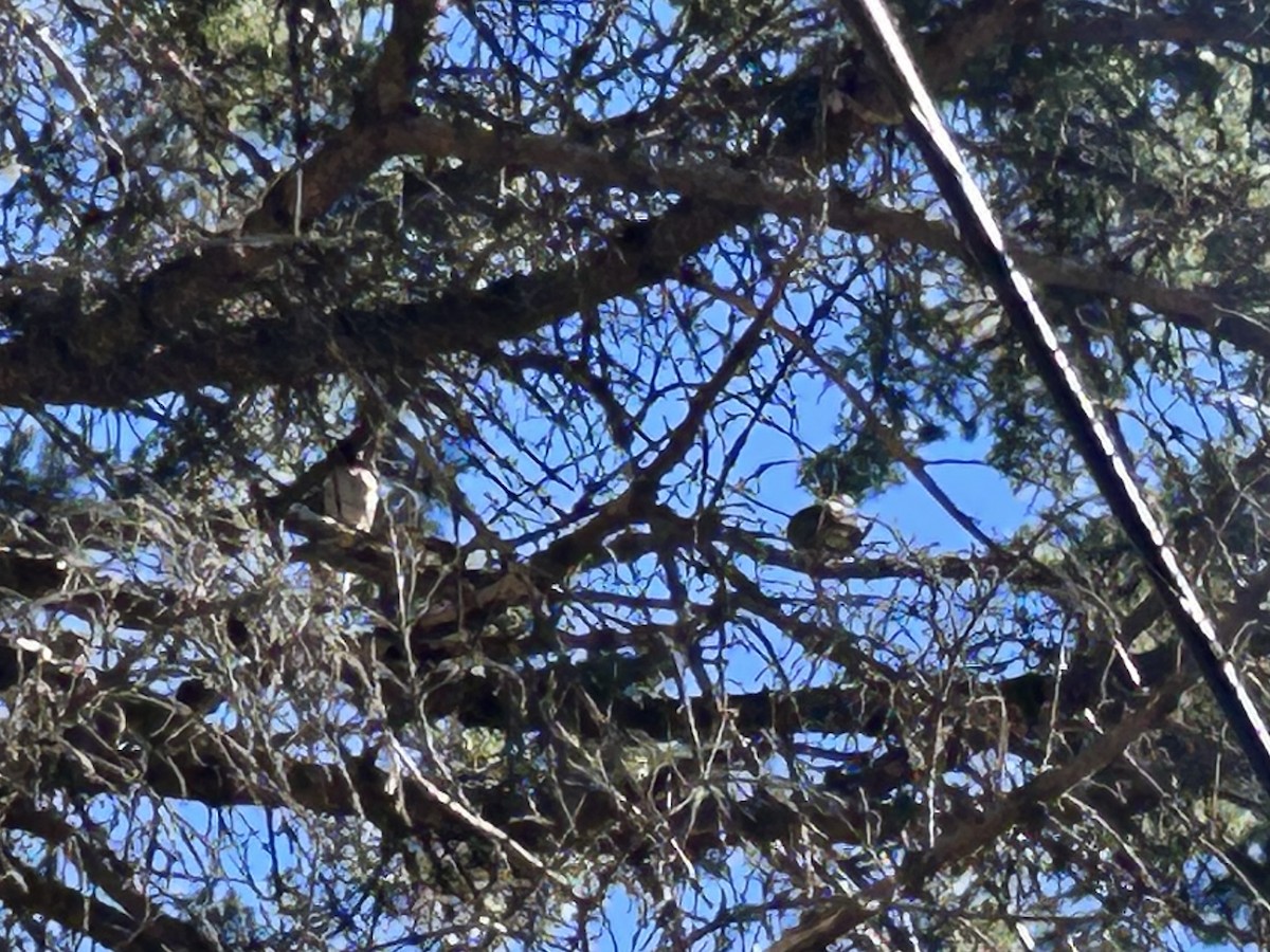 Mourning Dove - ML643392506