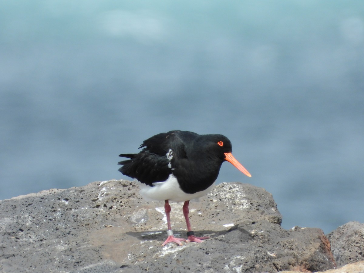 Pied Oystercatcher - ML643392507