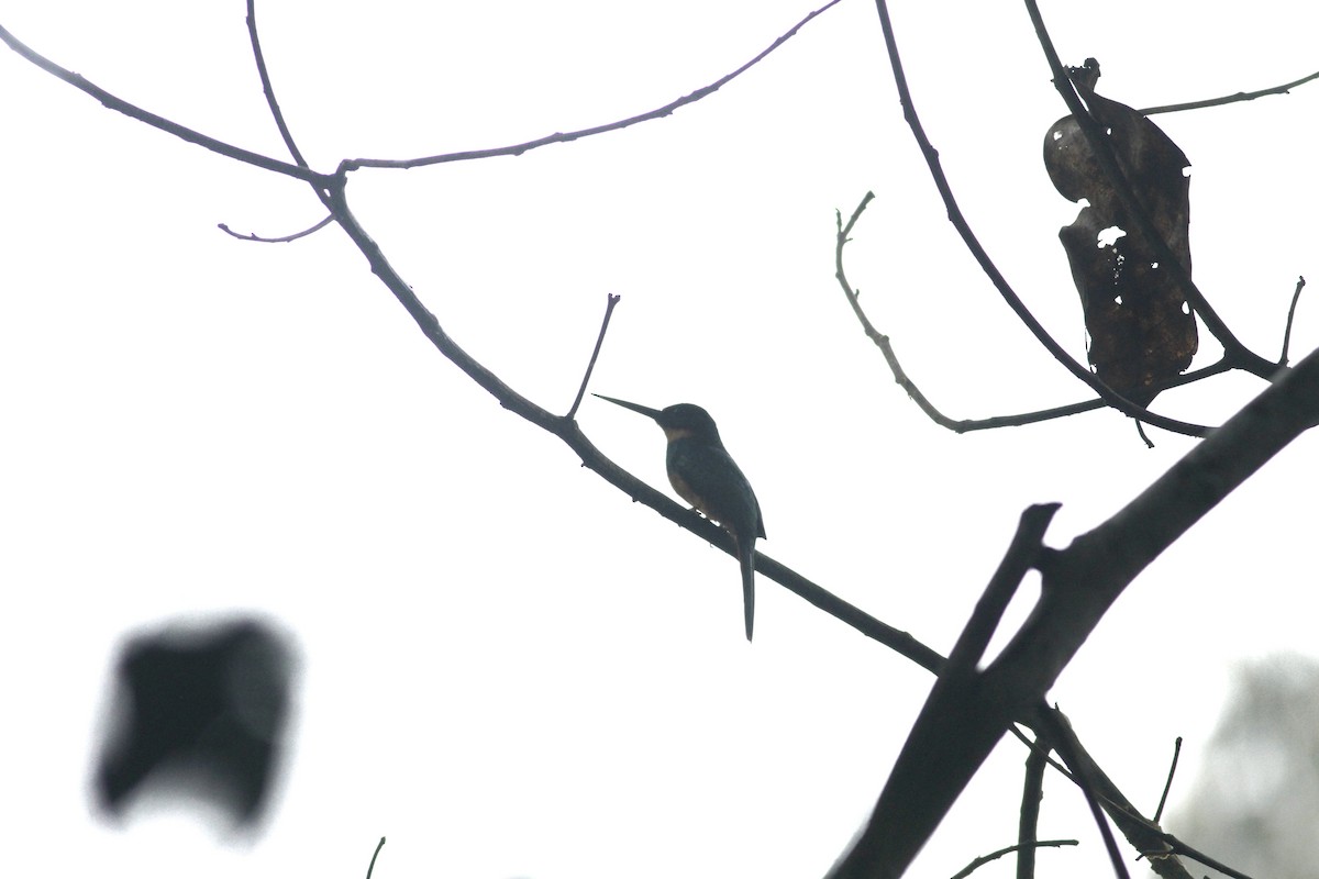 Rufous-tailed Jacamar - ML643392522