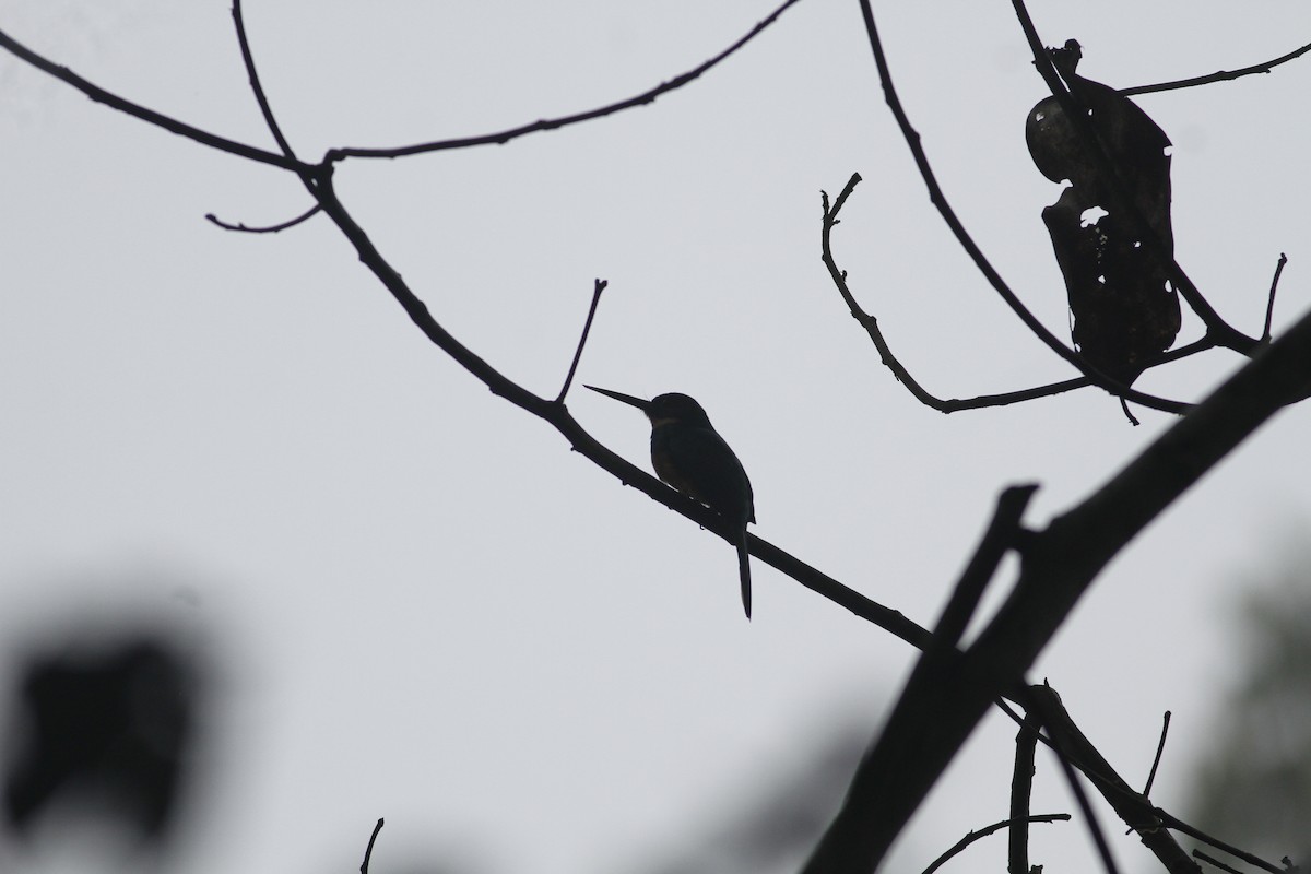 Rufous-tailed Jacamar - ML643392523