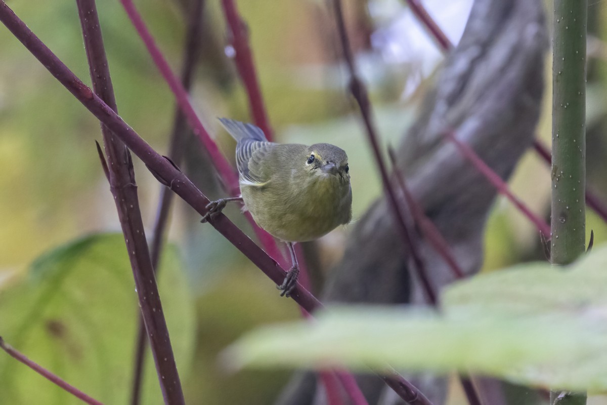 Orange-crowned Warbler - ML643392524