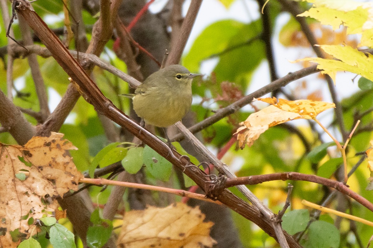 Orange-crowned Warbler - ML643392549