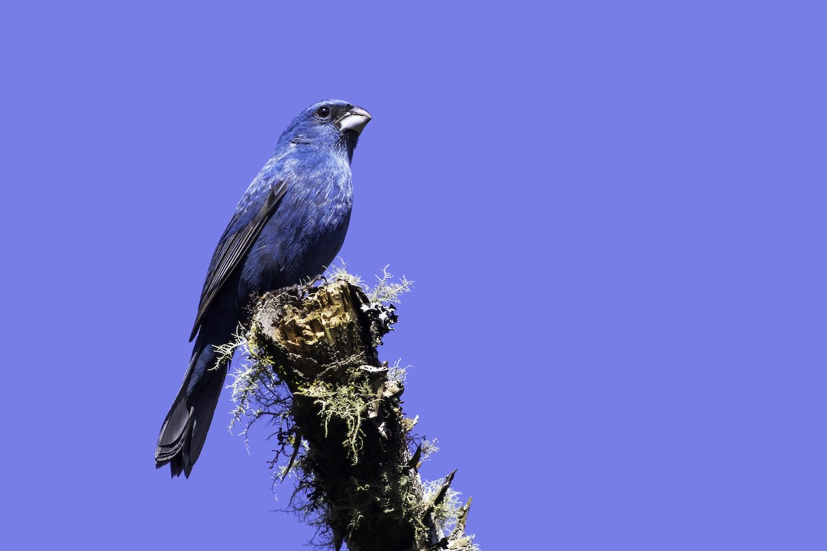 Glaucous-blue Grosbeak - ML643392554