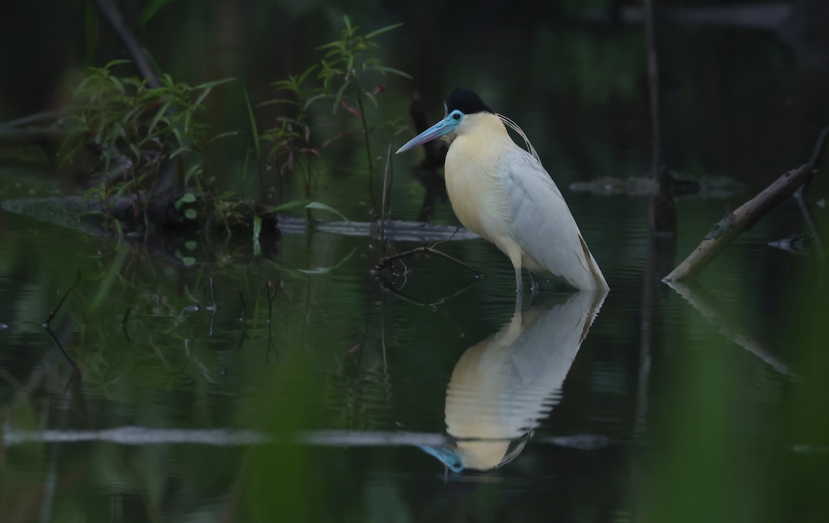 Capped Heron - ML643392569