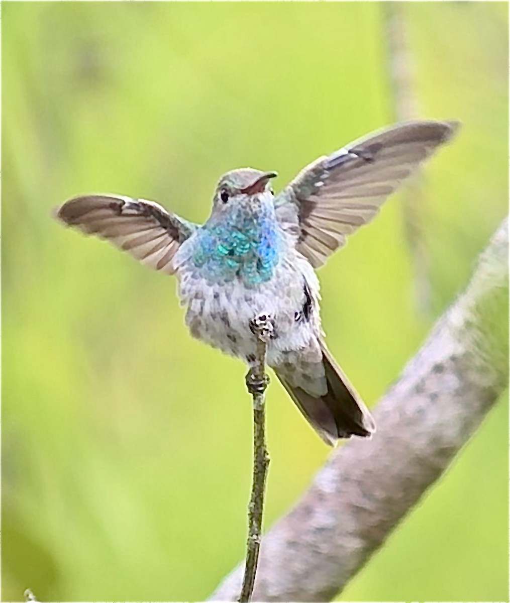 Honduran Emerald - ML643392575