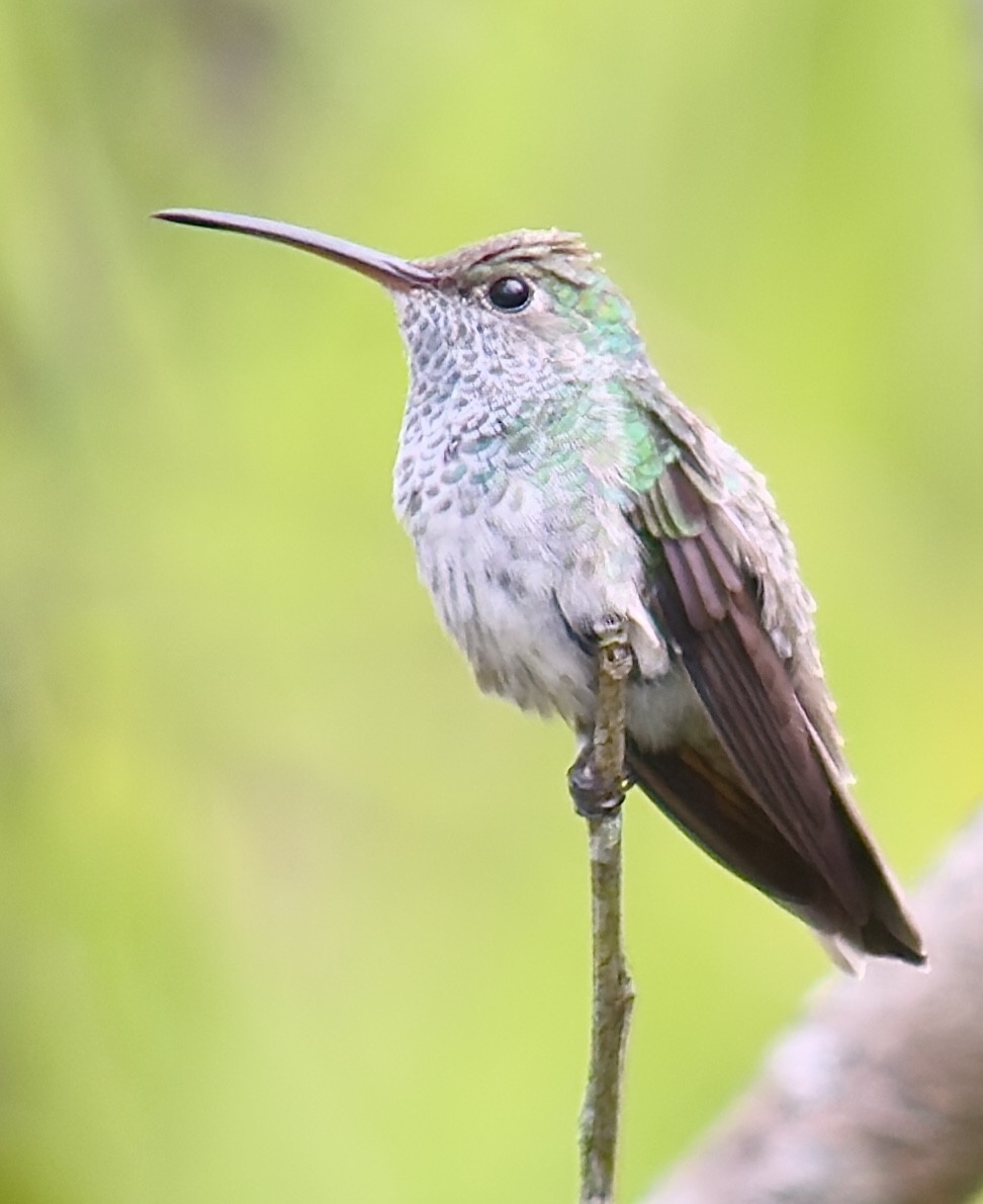 Honduran Emerald - ML643392576