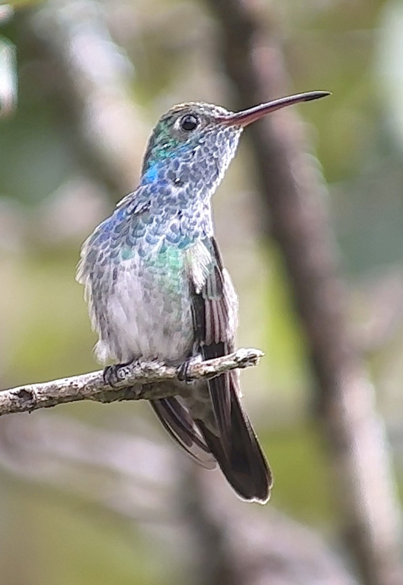 Honduran Emerald - ML643392577