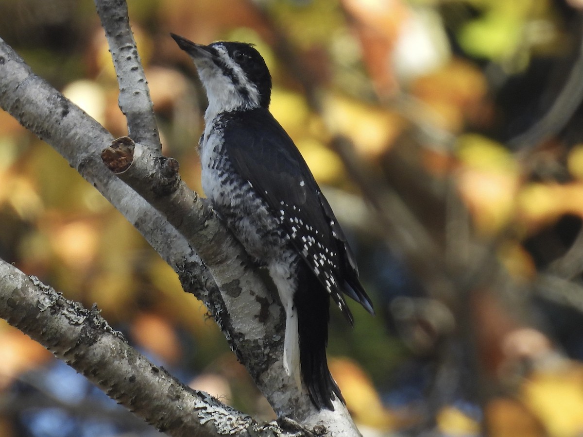 Black-backed Woodpecker - ML643392580