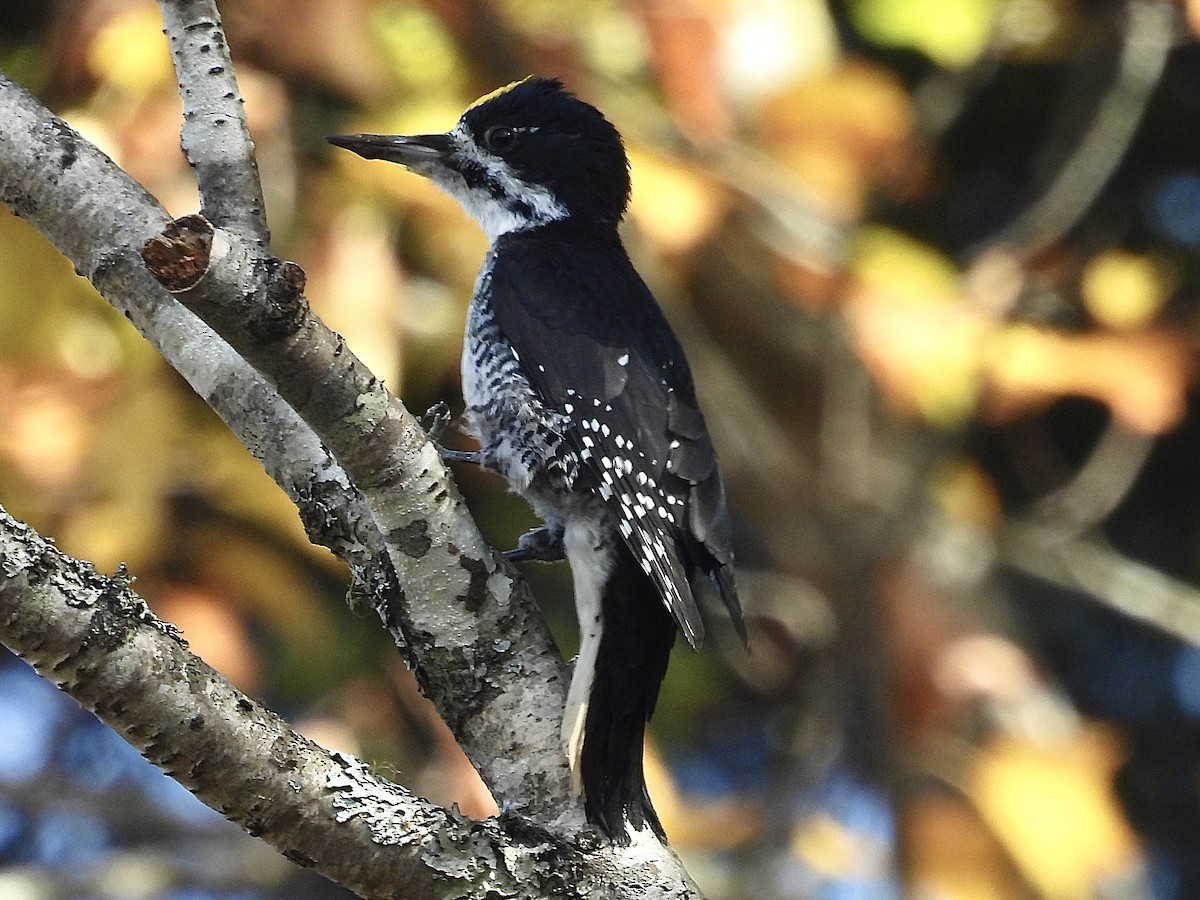 Black-backed Woodpecker - ML643392581