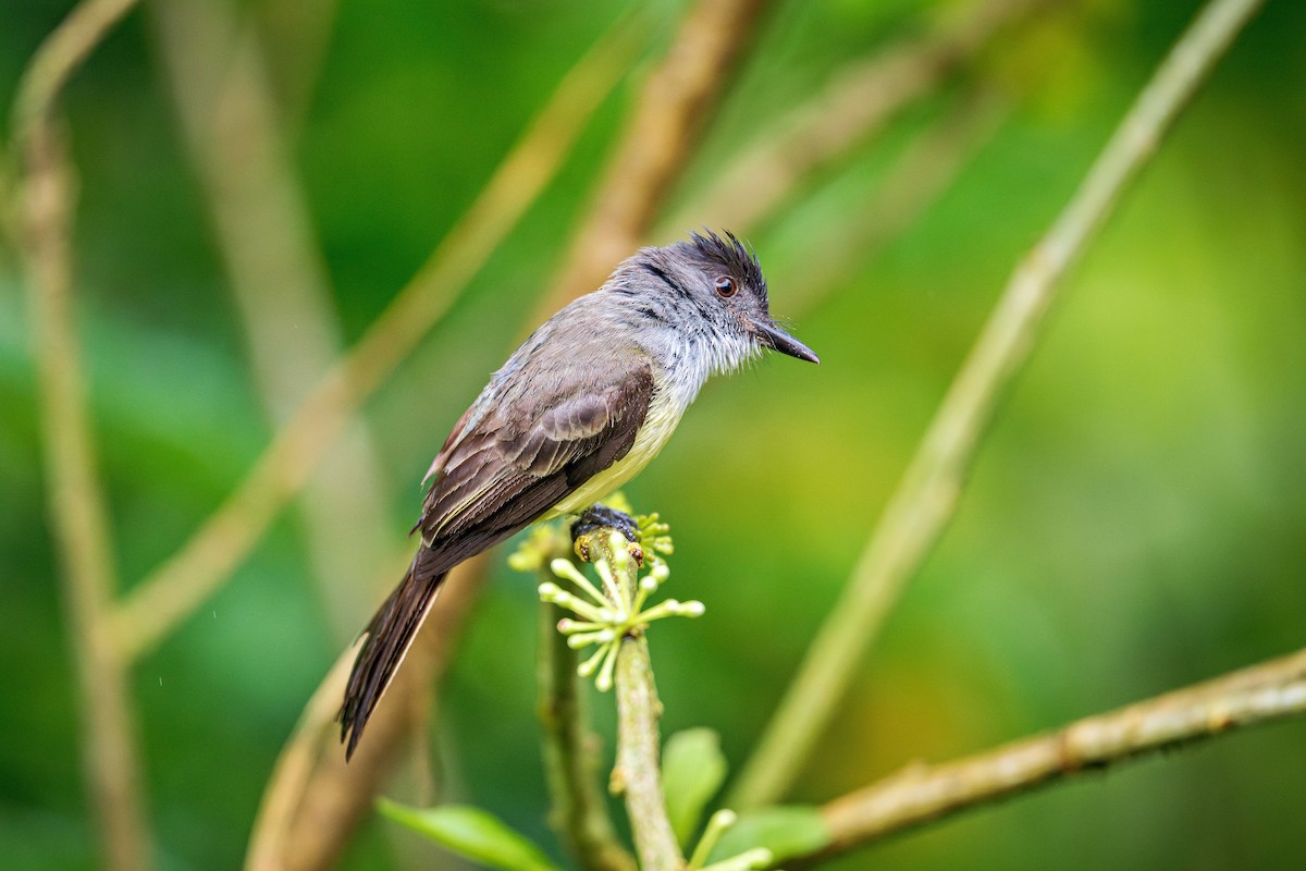 Dusky-capped Flycatcher - ML643392595