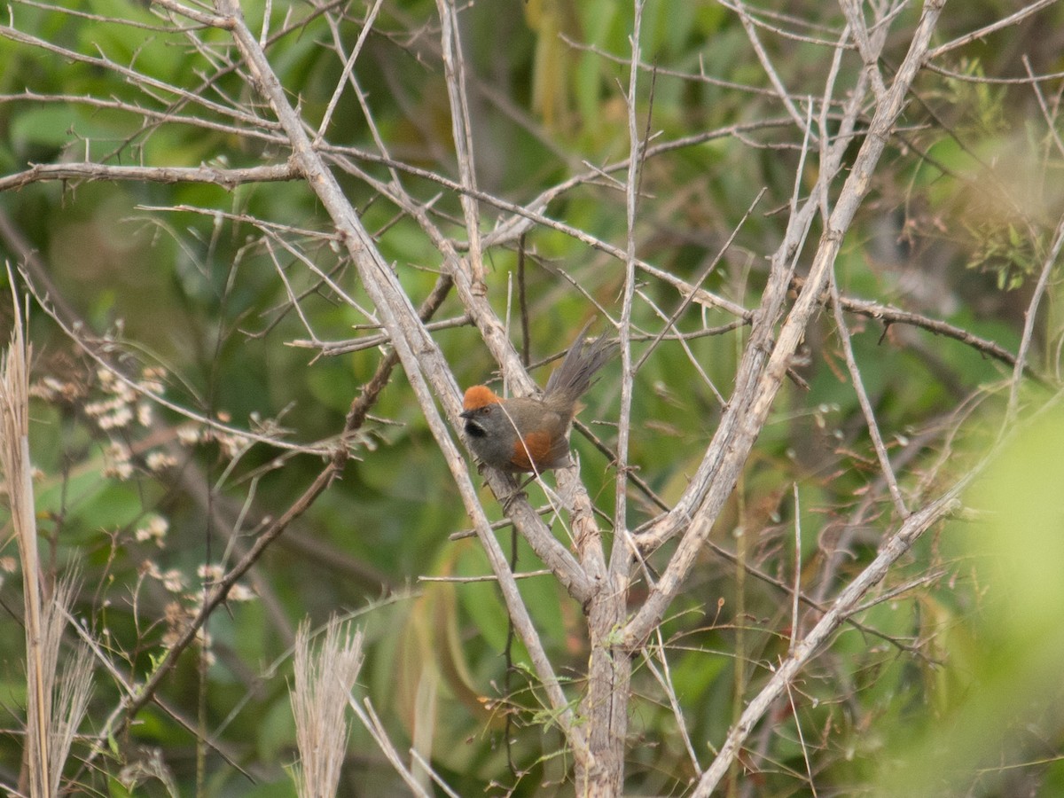 Spix's Spinetail - ML643392600