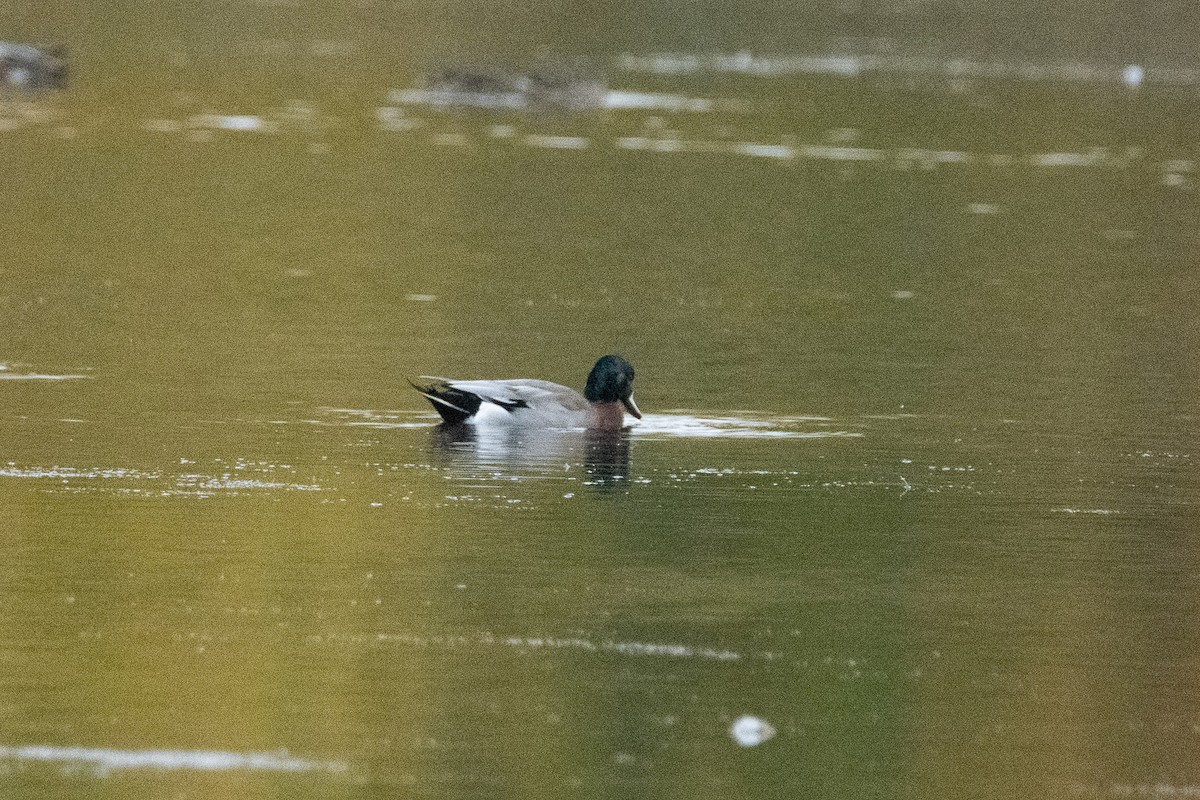 American Wigeon x Mallard (hybrid) - ML643392605