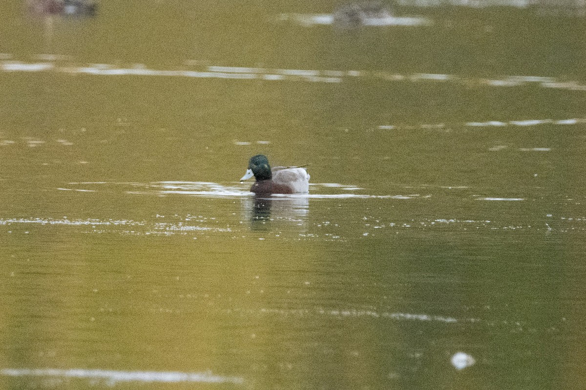 American Wigeon x Mallard (hybrid) - ML643392606