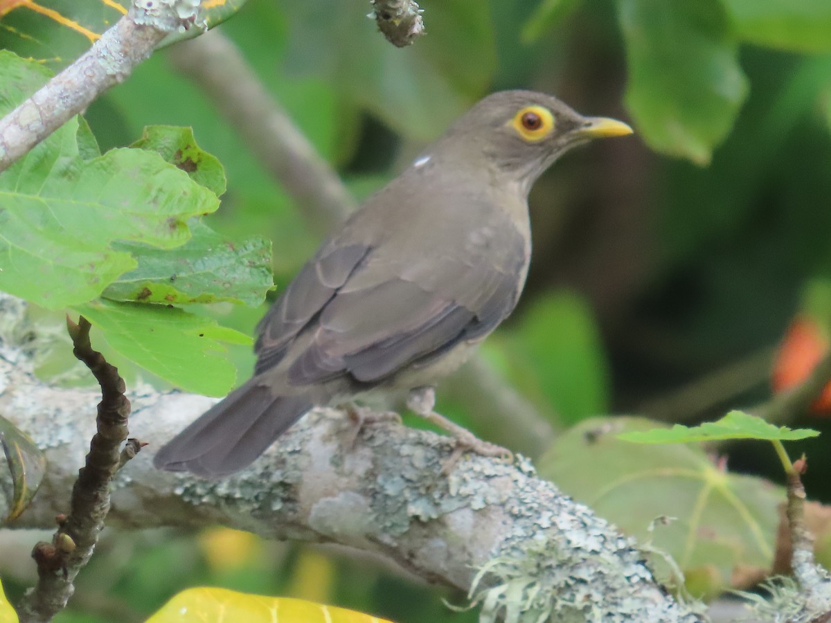Spectacled Thrush - ML643392619