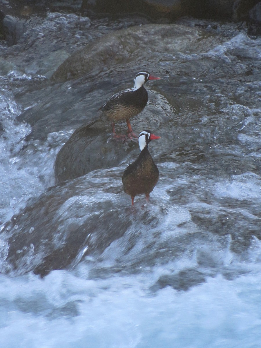 Torrent Duck - ML643392657