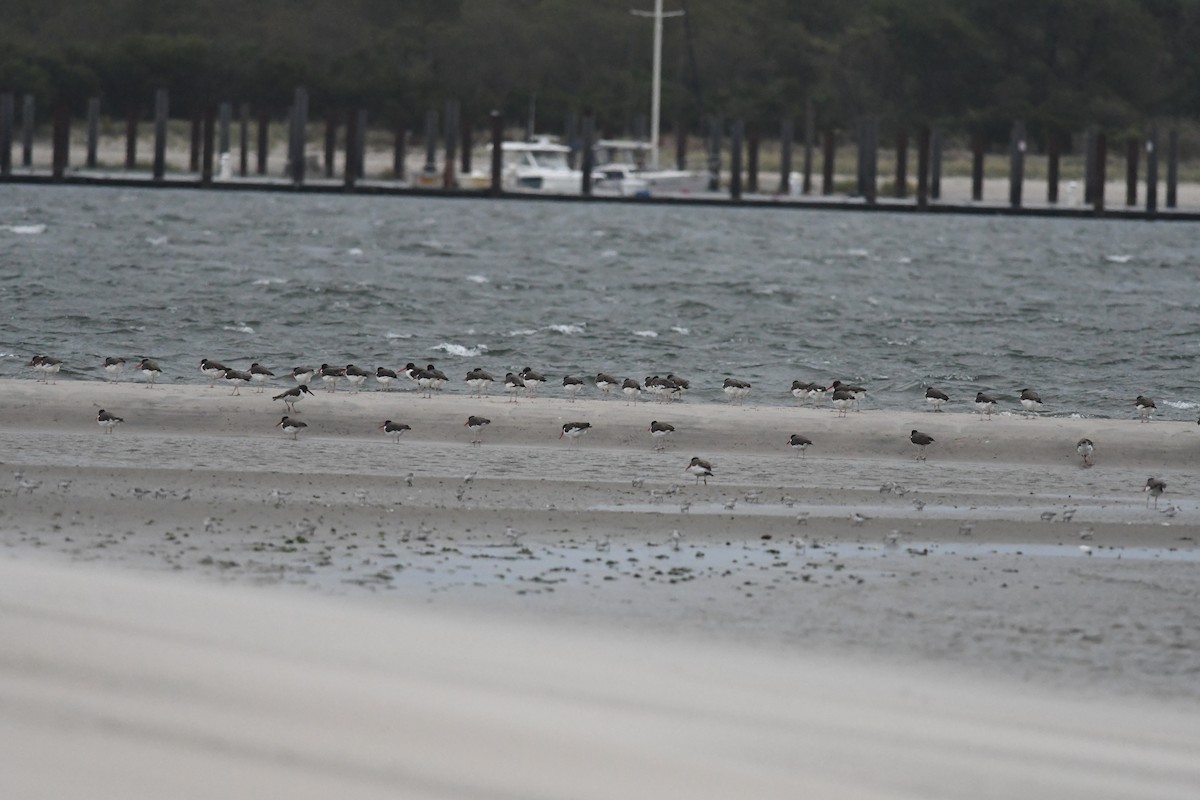American Oystercatcher - ML643392669