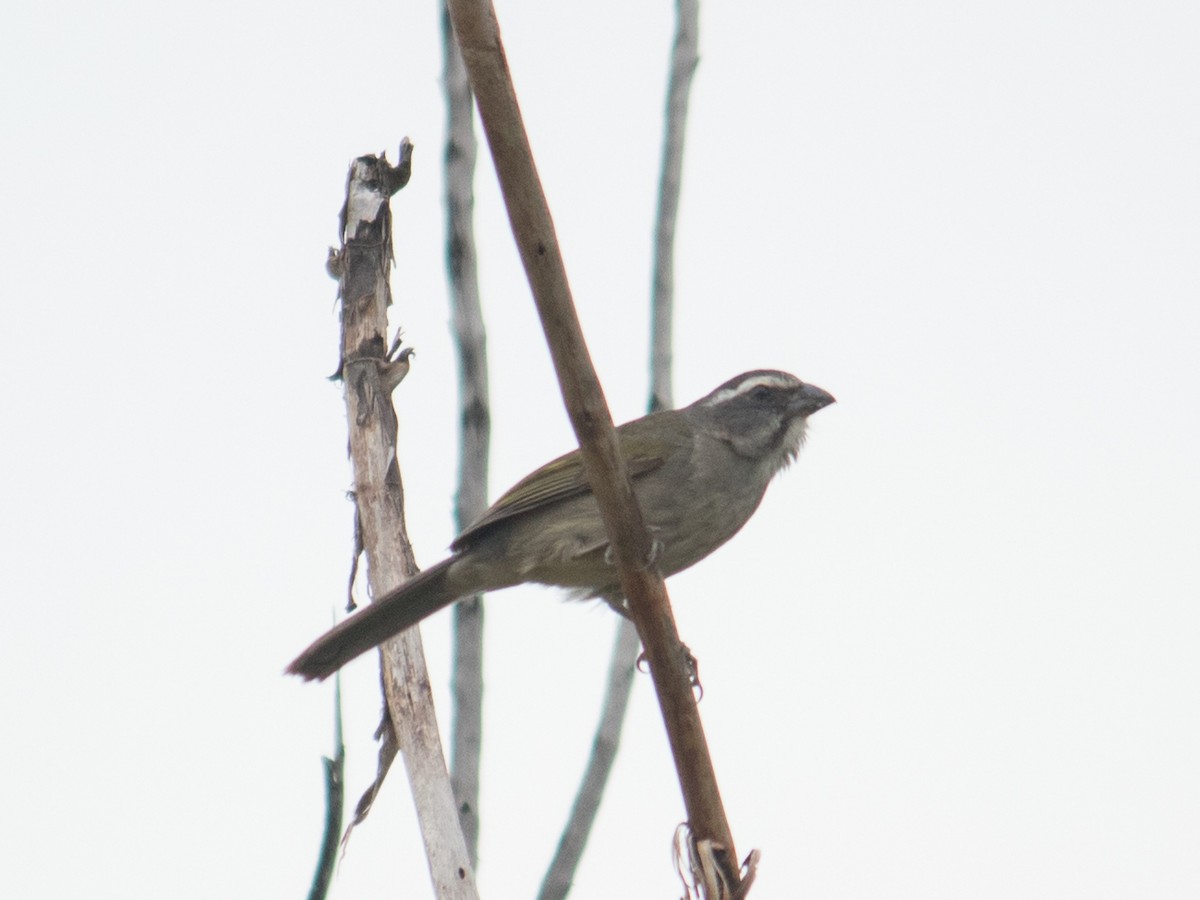 Green-winged Saltator - ML643392684