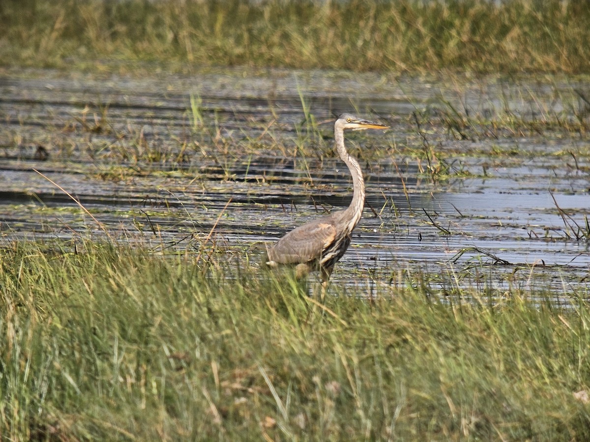 Great Blue Heron - ML643392700