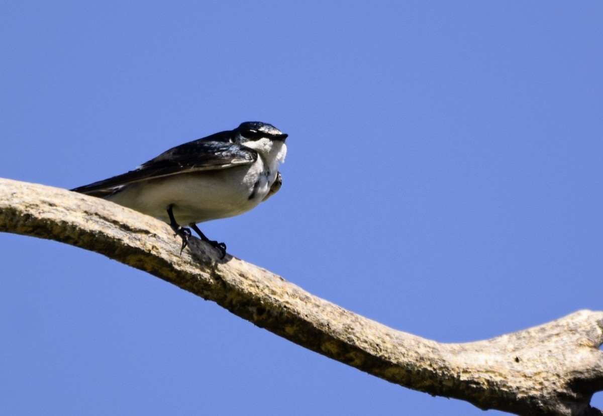White-rumped Swallow - ML643392703