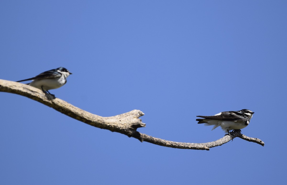 White-rumped Swallow - ML643392704
