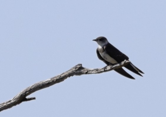 Brown-chested Martin - ML643392711