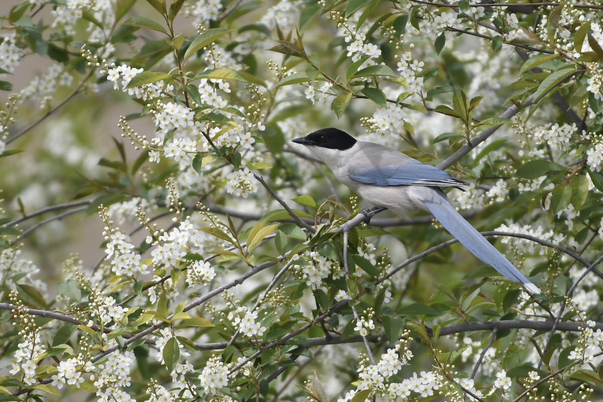 Azure-winged Magpie (Azure-winged) - ML643392726