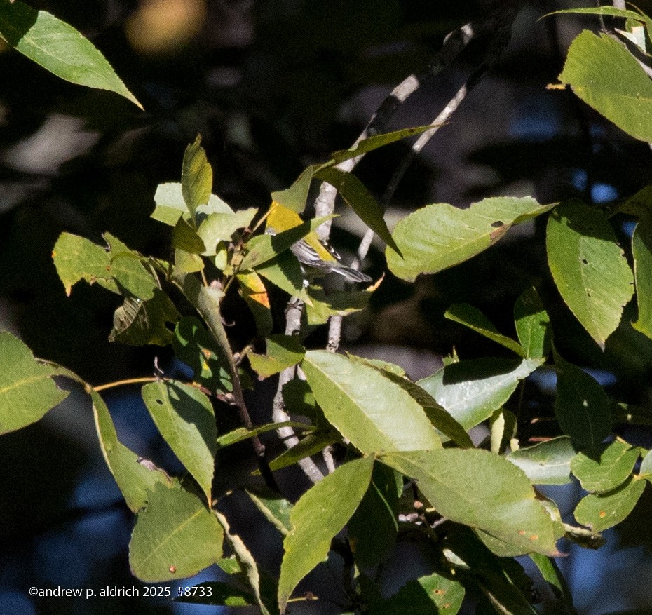 Black-throated Green Warbler - ML643392727