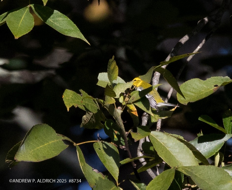 Black-throated Green Warbler - ML643392728