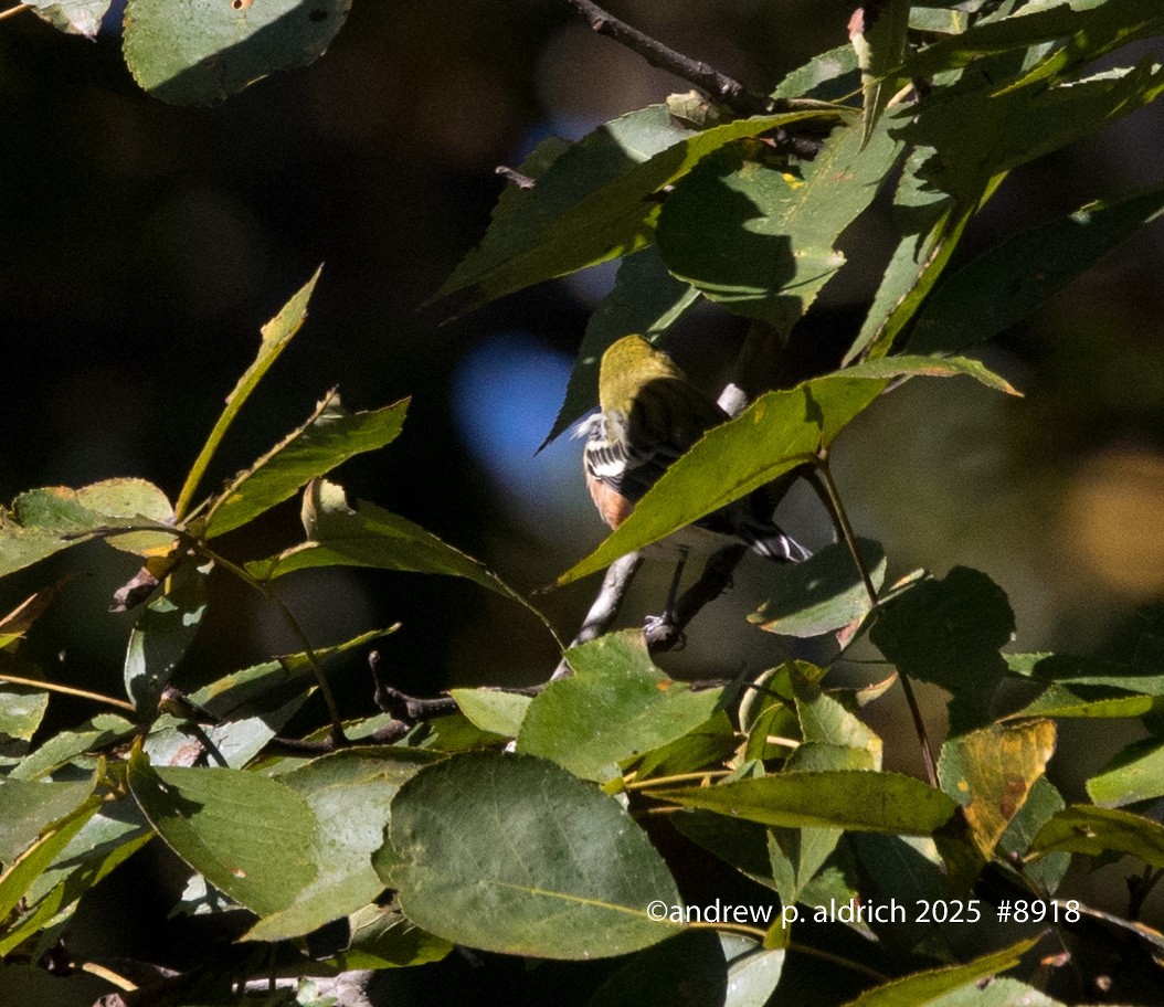 new world warbler sp. - ML643392730