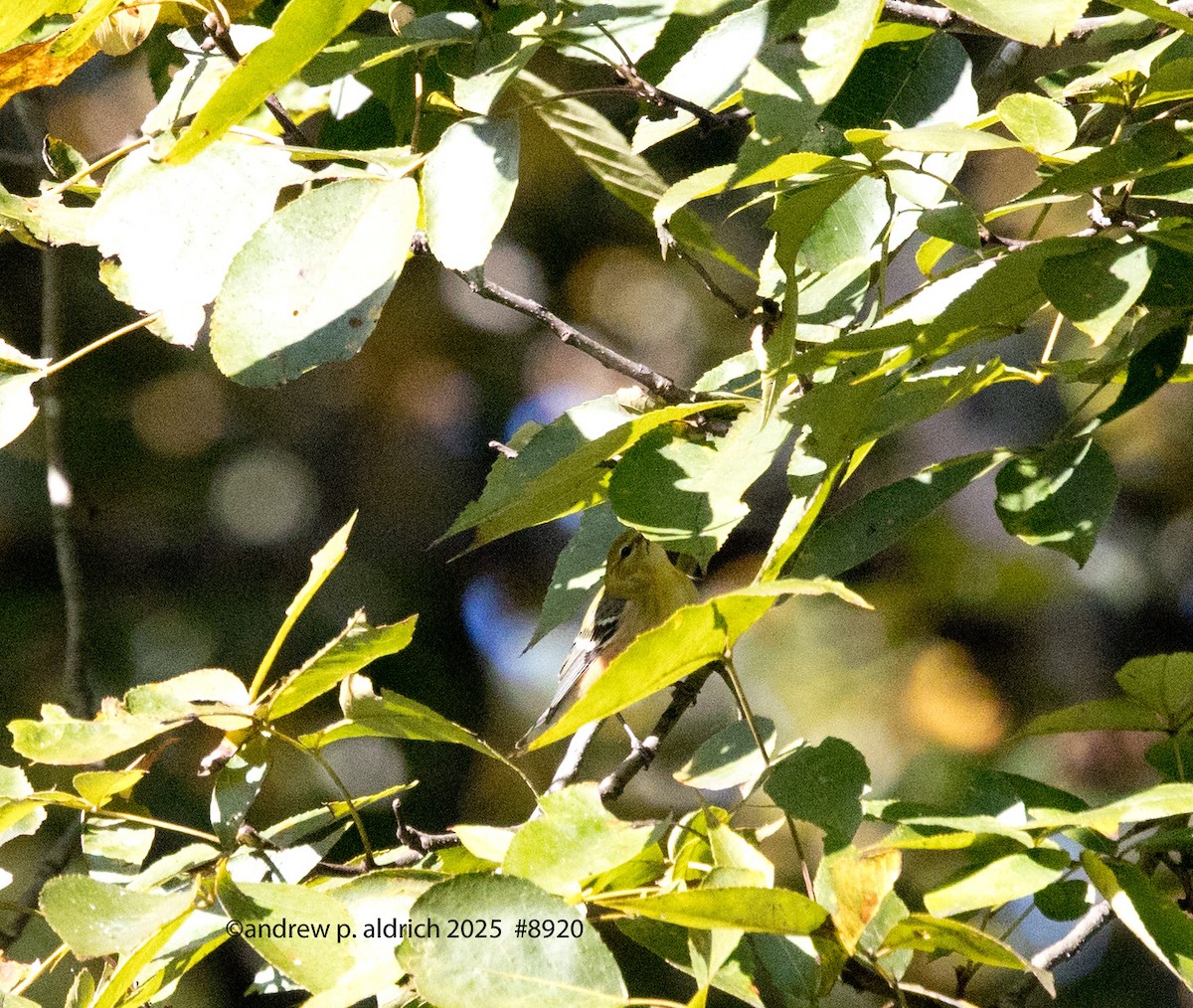 new world warbler sp. - ML643392731