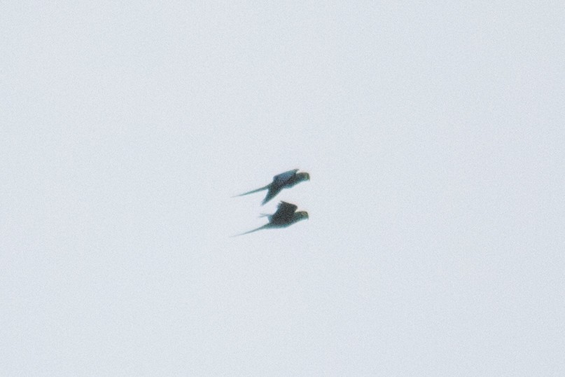 Blue-winged Macaw - ML643392744