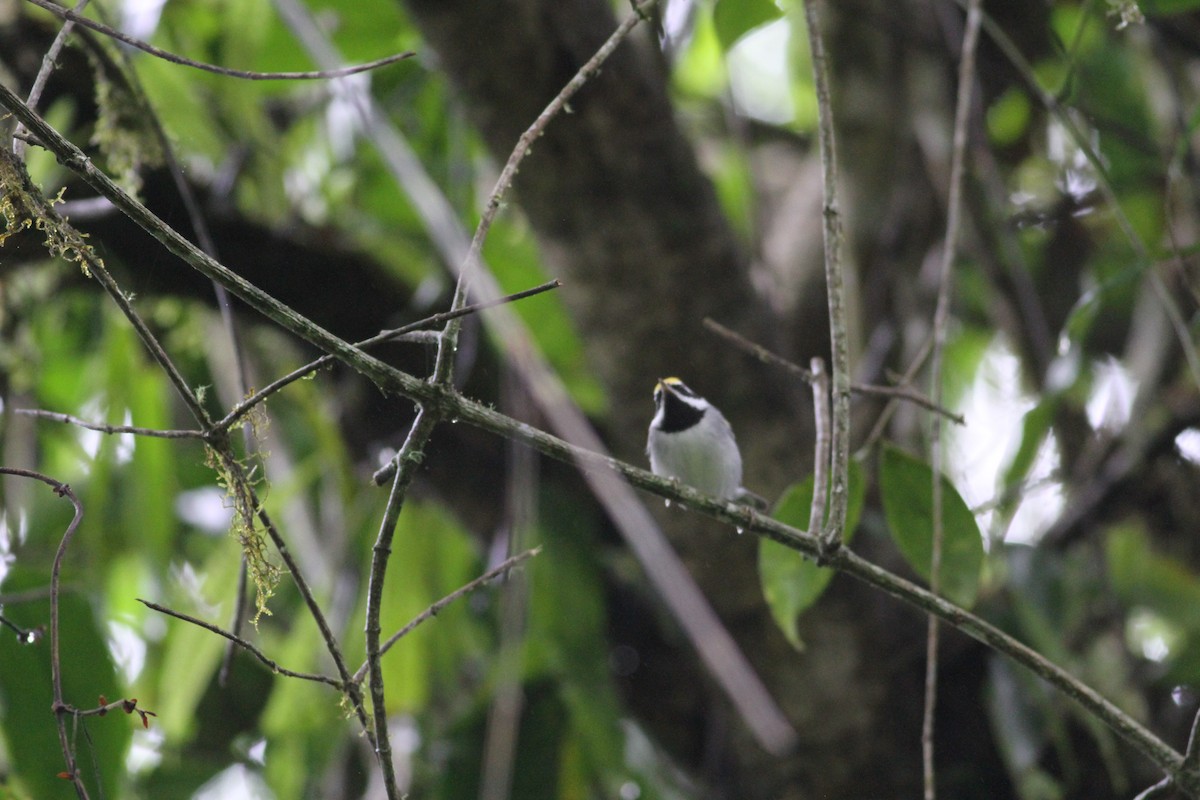 Golden-winged Warbler - ML643392755