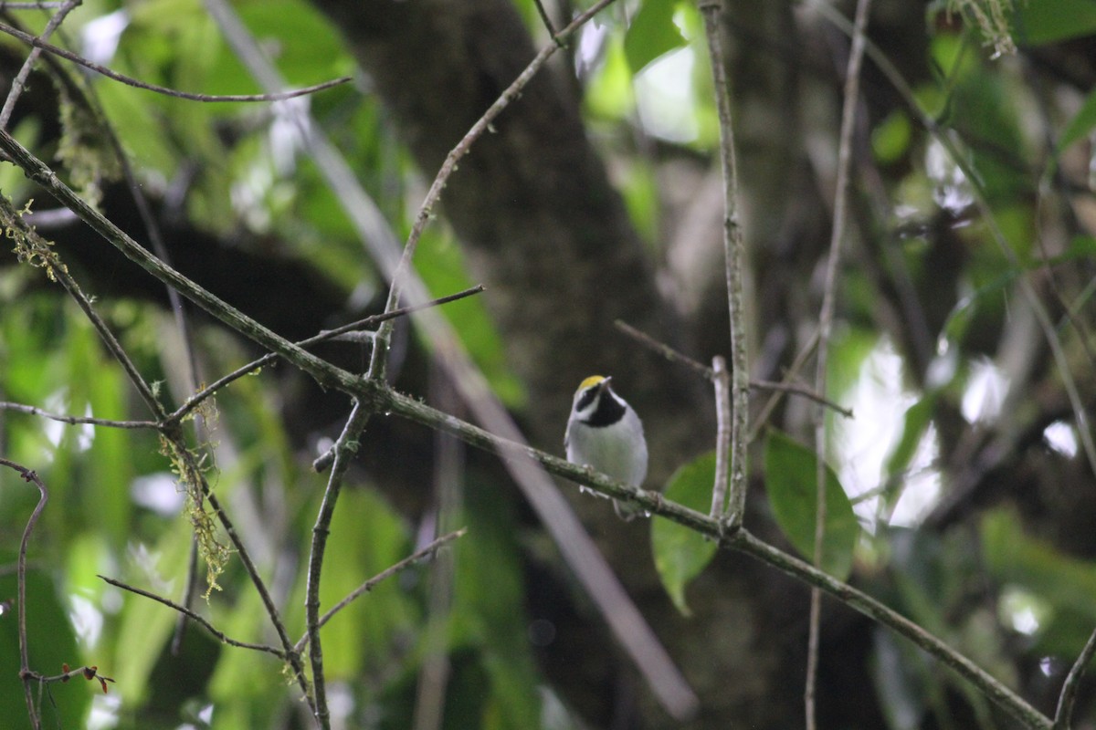 Golden-winged Warbler - ML643392756