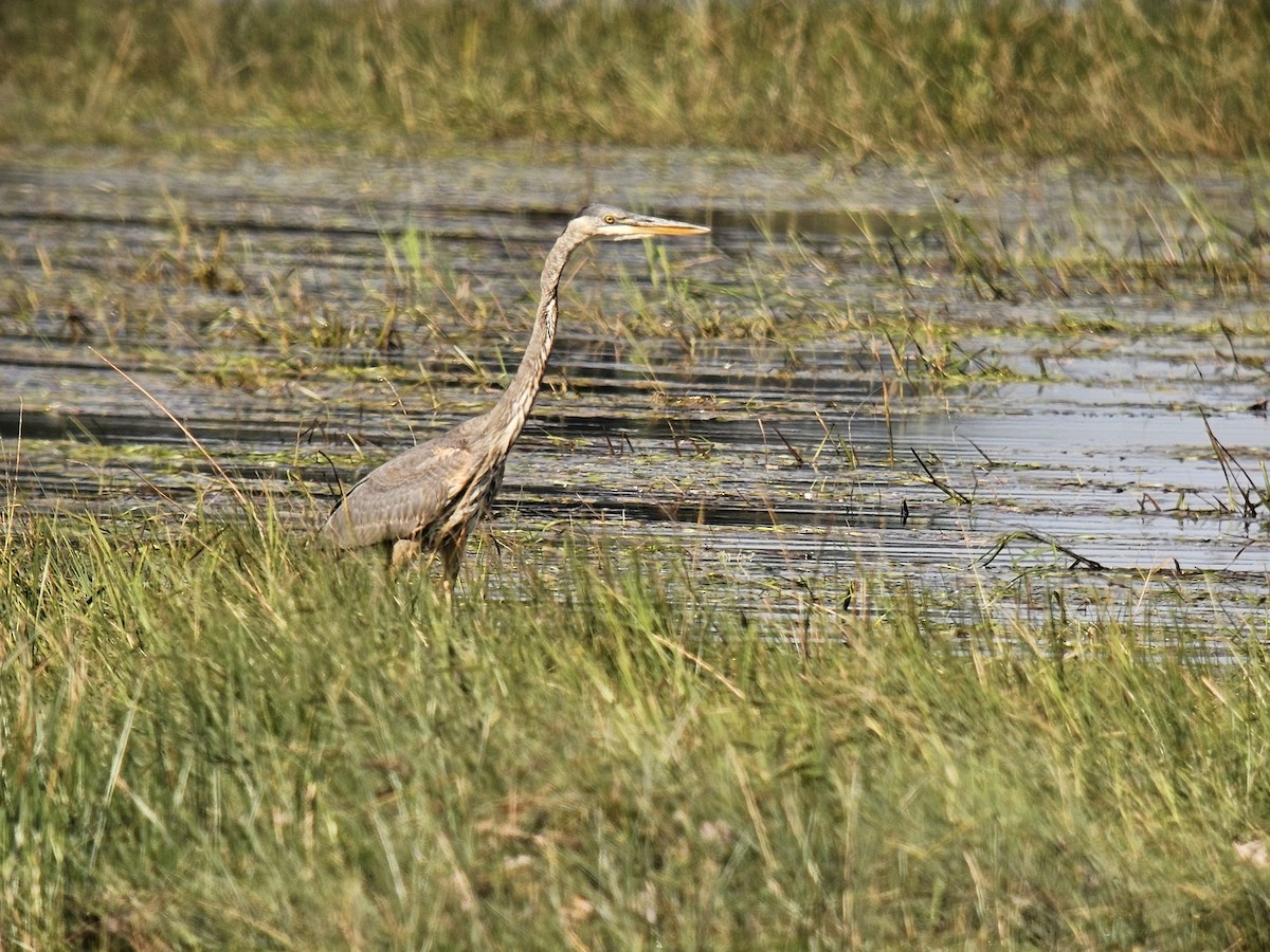 Great Blue Heron - ML643392761