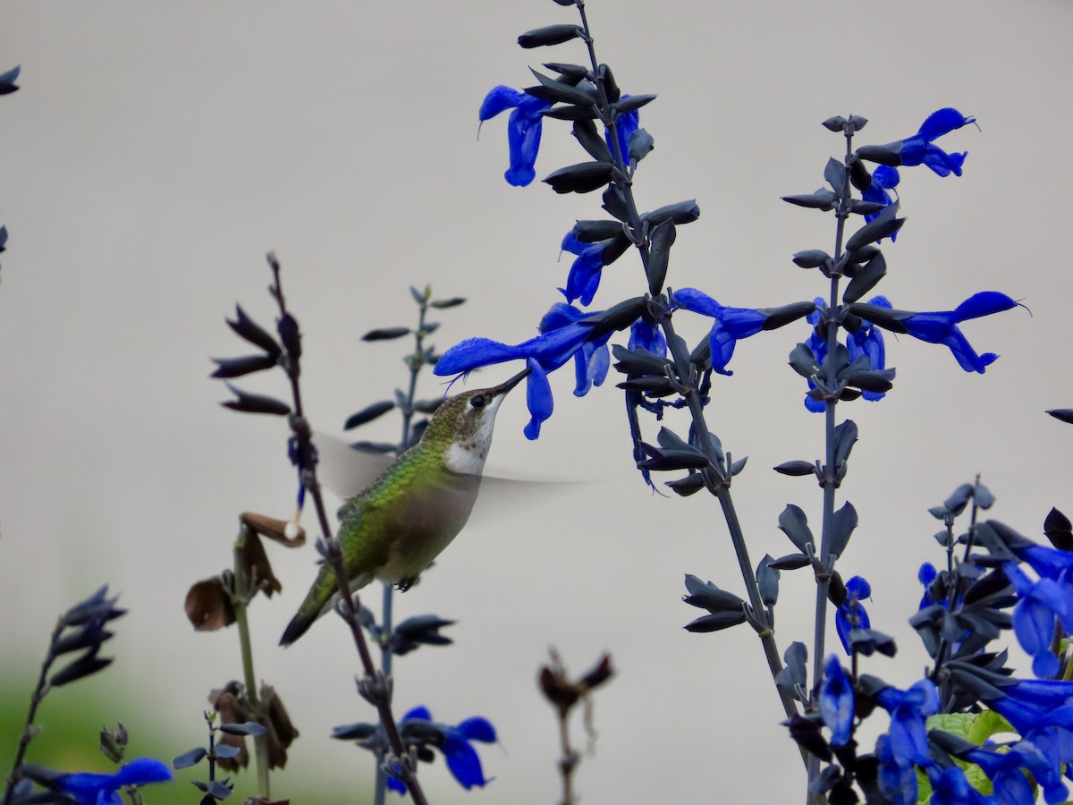 Ruby-throated Hummingbird - Rick Thomas