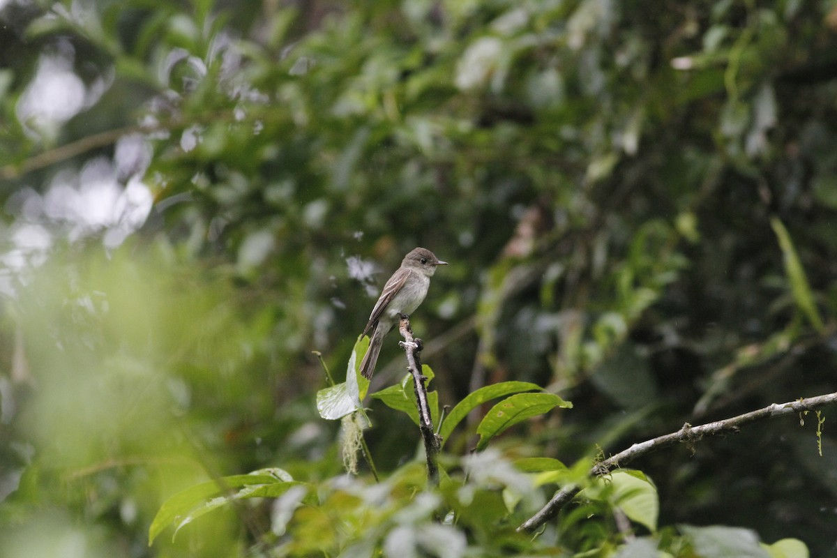 Eastern Wood-Pewee - ML643392779