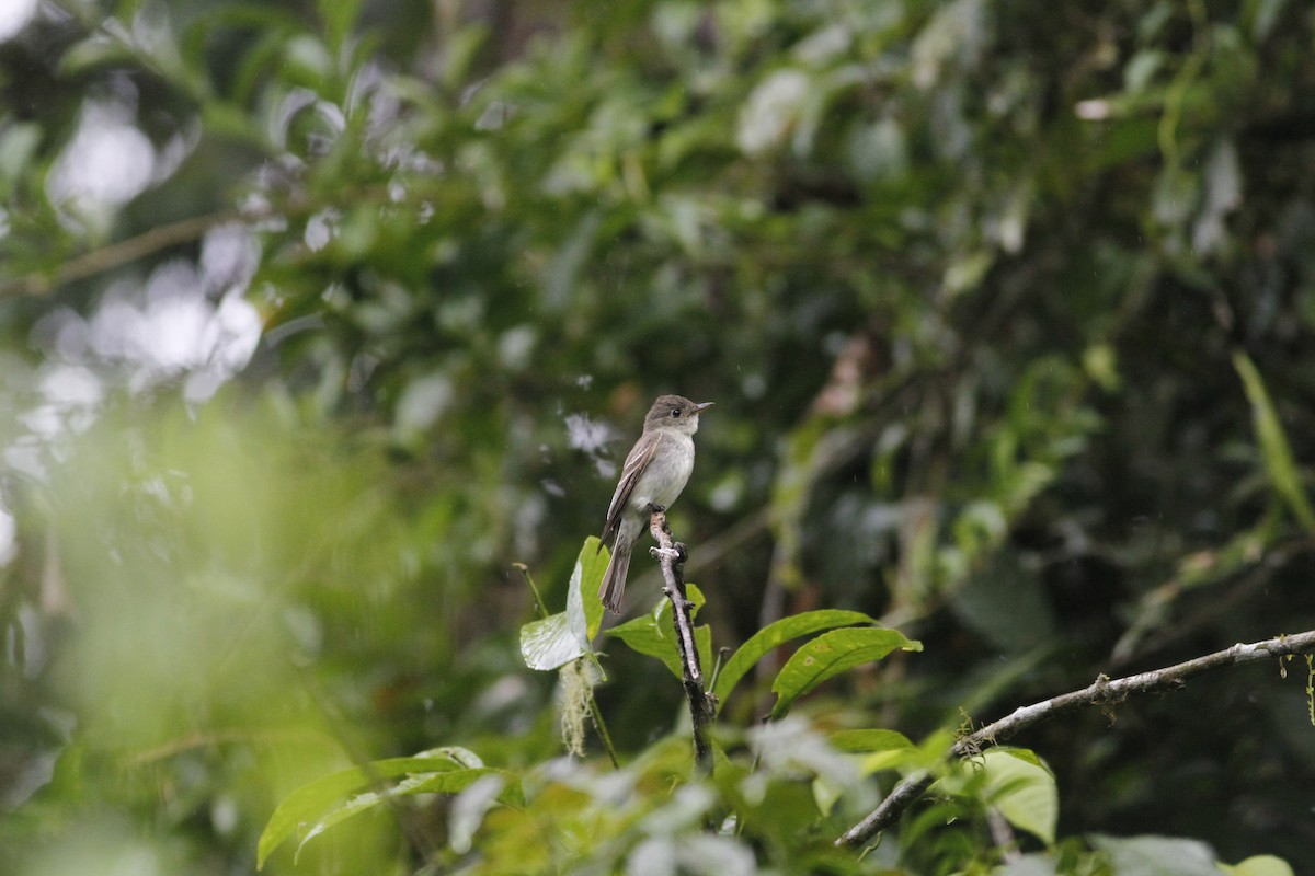 Eastern Wood-Pewee - ML643392780
