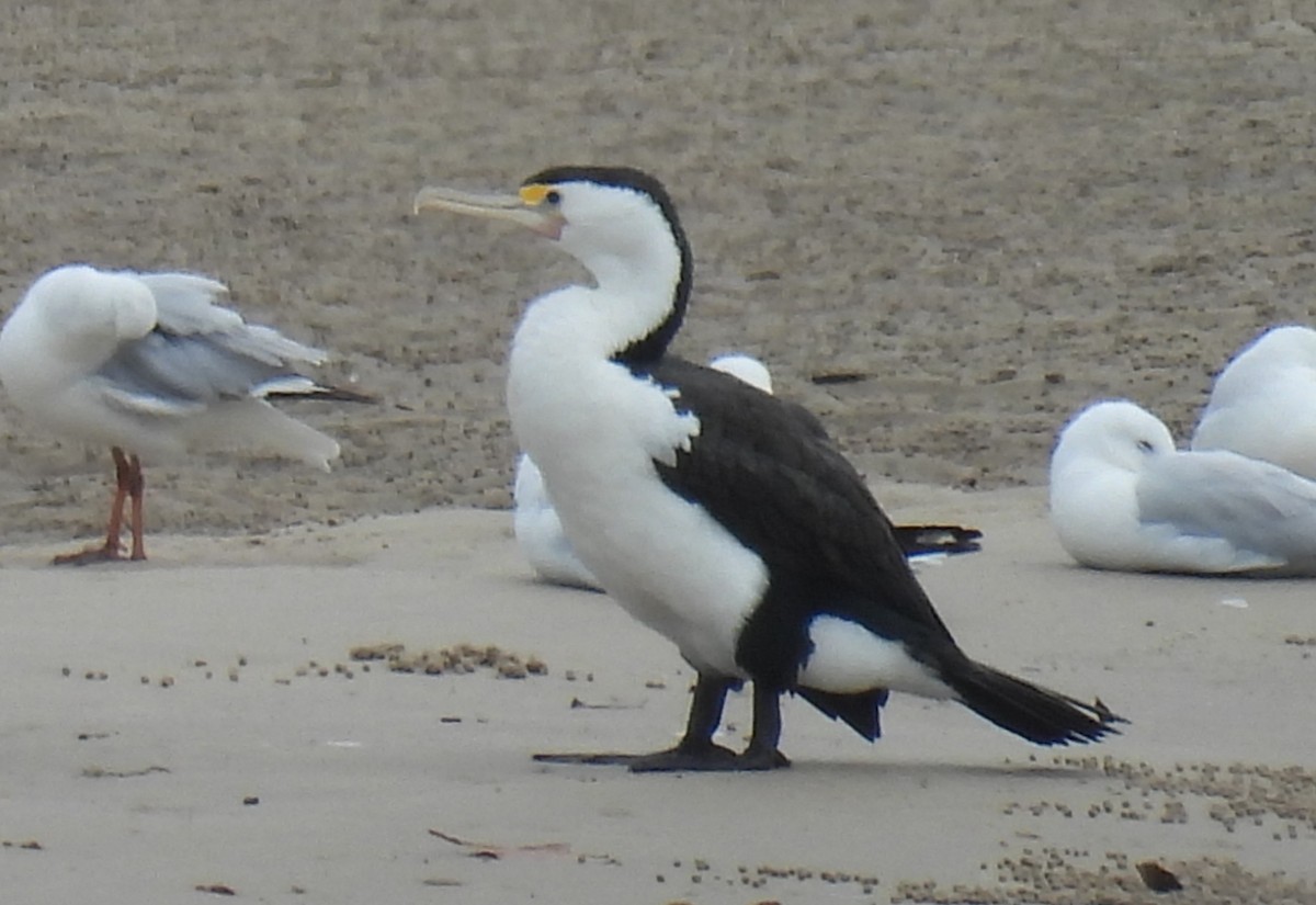 Pied Cormorant - ML643392804