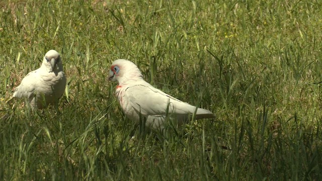 Long-billed Corella - ML643392805