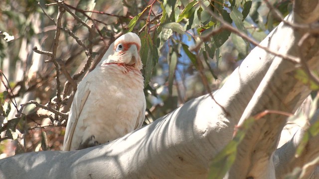 Long-billed Corella - ML643392811