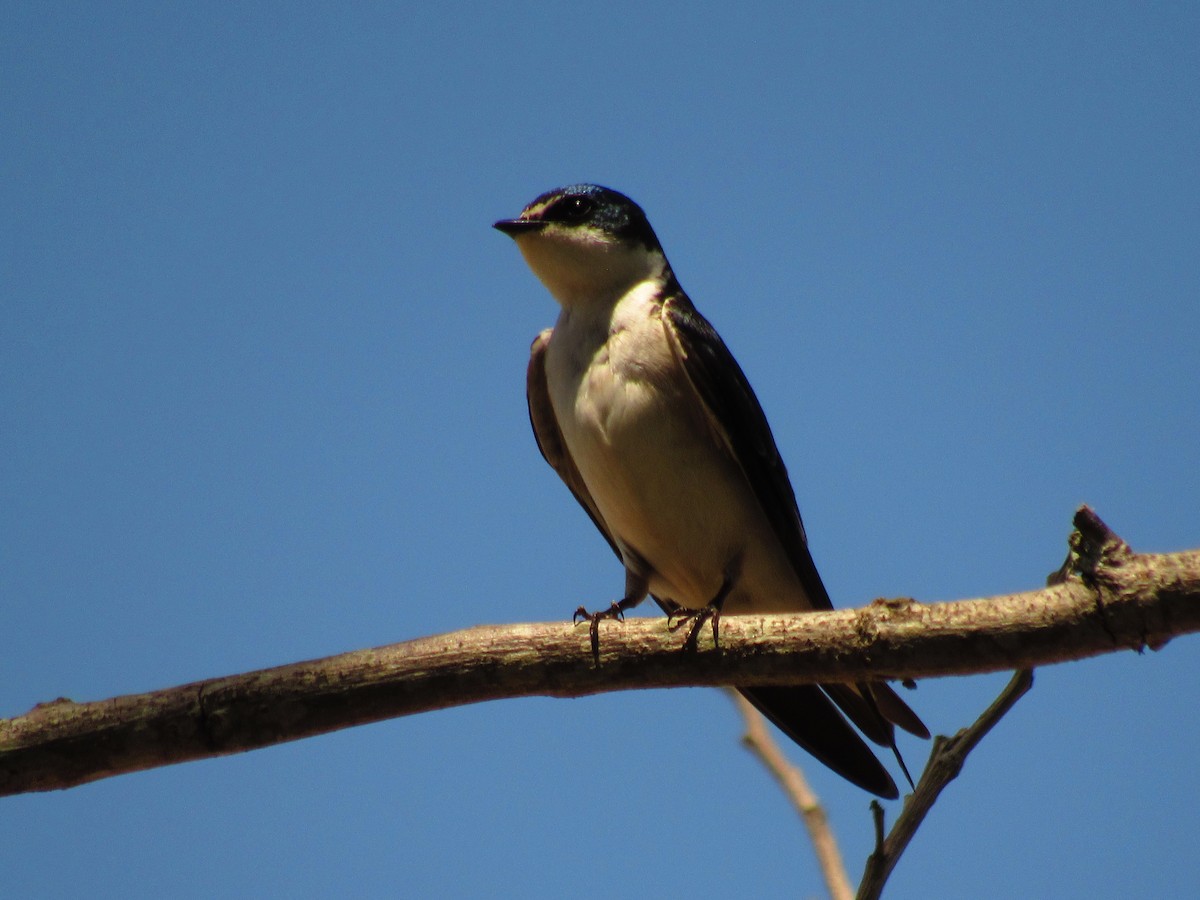 White-rumped Swallow - ML643392819