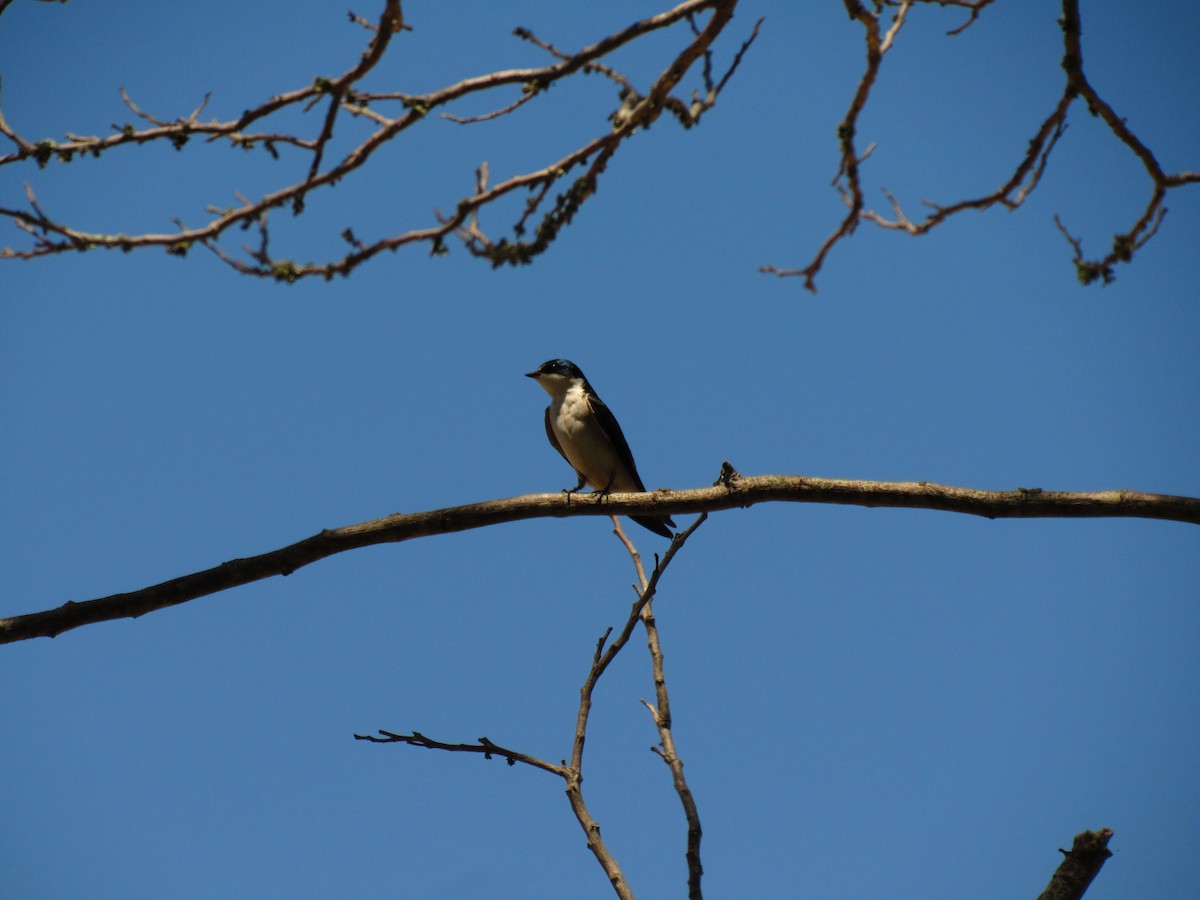 White-rumped Swallow - ML643392820