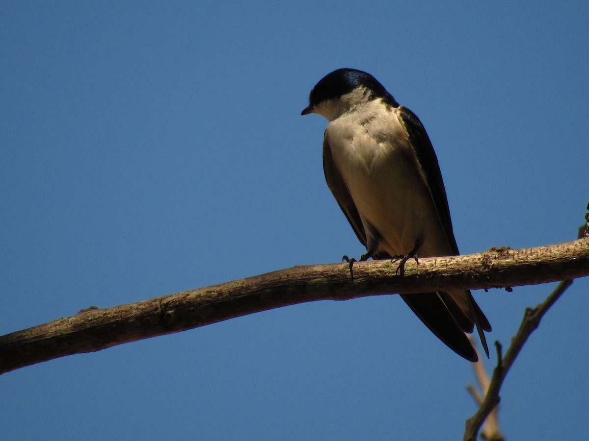 White-rumped Swallow - ML643392821